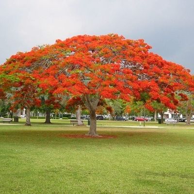 Le Delonix regia ou l’arbre  qu’on appelle le « flamboyant »