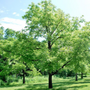 Bois de noyer, pour une décoration élégante et réconfortante