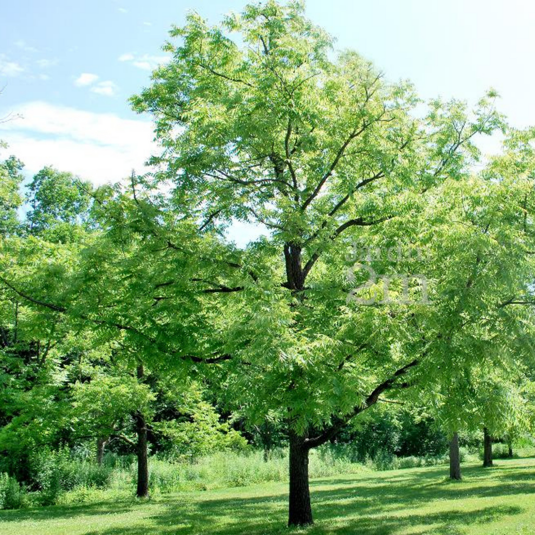 Bois de noyer, pour une décoration élégante et réconfortante