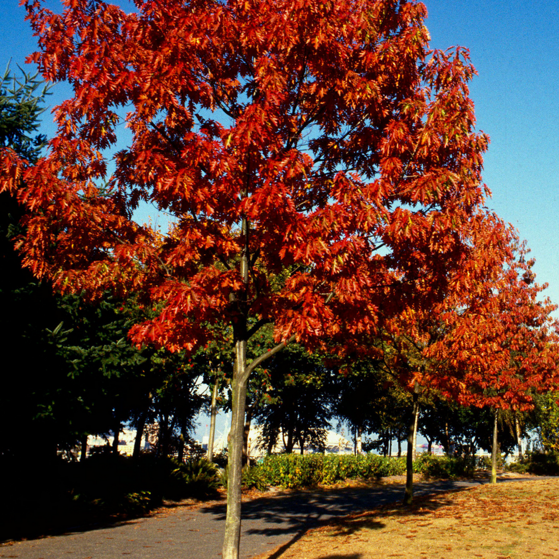 Le chêne rouge