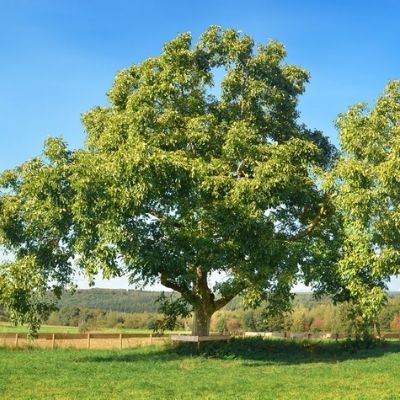 Le noyer