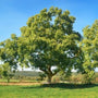 Le noyer