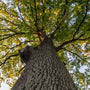 Pourquoi le bois de chêne rouge est-il le meilleur, et est meilleur que le chêne ?