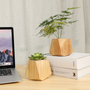 Les avantages d'une plante dans votre bureau