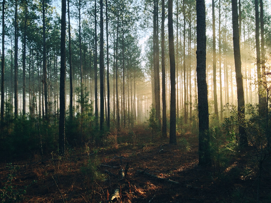 Tout ce que vous devez savoir sur le bois durable