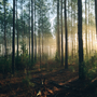 Tout ce que vous devez savoir sur le bois durable