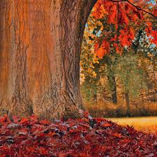 Bois de chêne rouge : le charme des grandes forêts d’Amérique